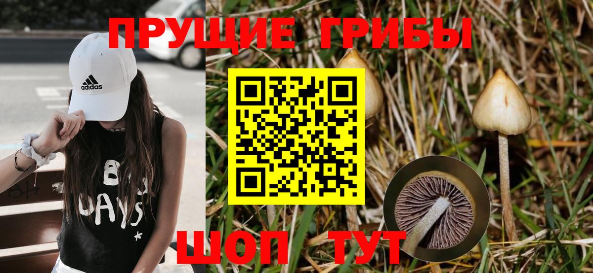 Бор  Галлюциногенные грибы Psilocybe  Вход с VPN 